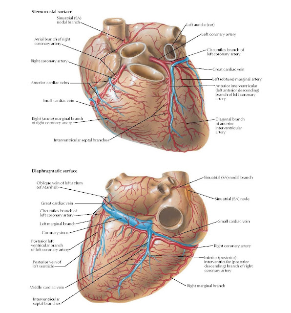 Coronary Arteries and Cardiac Veins Anatomy