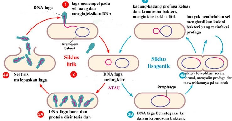 Gambar Daur Litik Dan Daur Lisogenik Tempat Berbagi Gambar