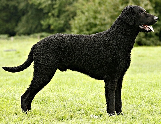 Curly Coated Retriever, How Long Do Curly Coated Retrievers Live Together