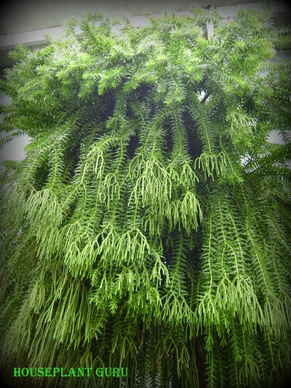 Houseplant Guru Tassel FernsNot Ferns at All