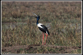Black Necked Crane - Female Black Necked Crane - Female