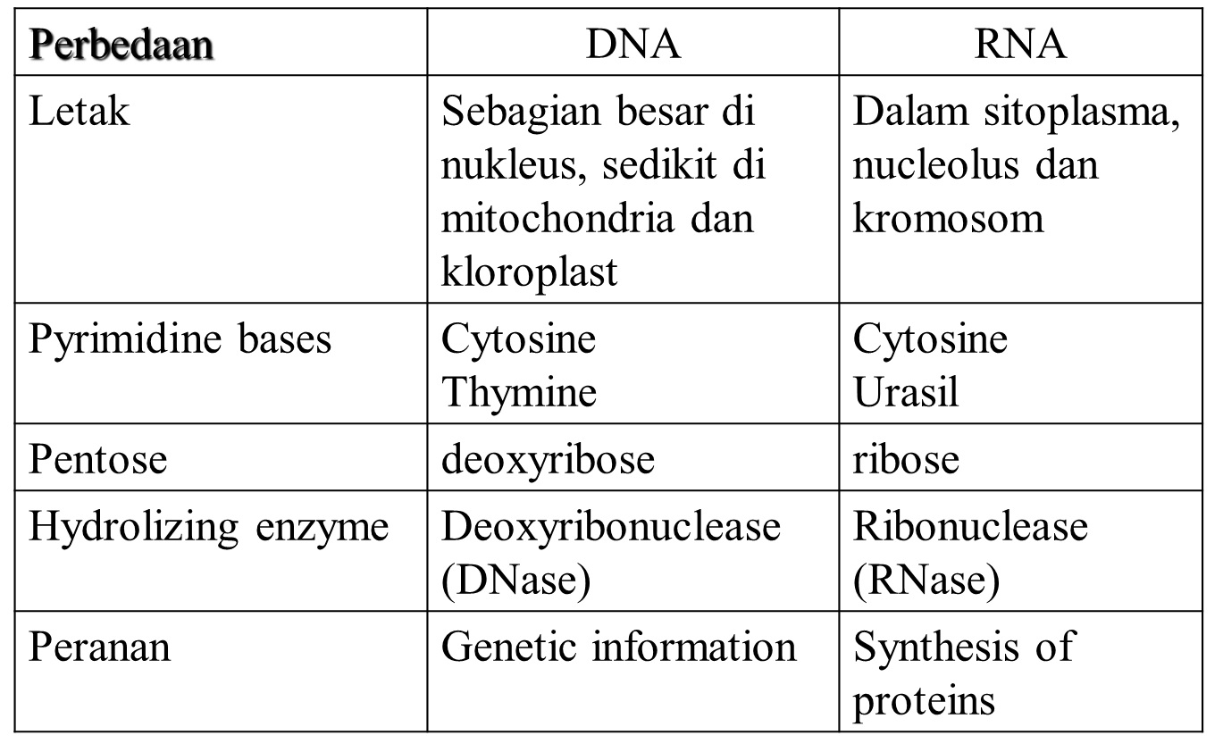 Perbedaan Dna Dan Rna