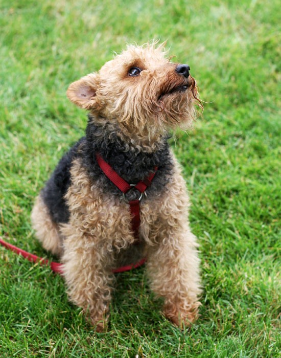 Terrier Dog Puppies Pictures