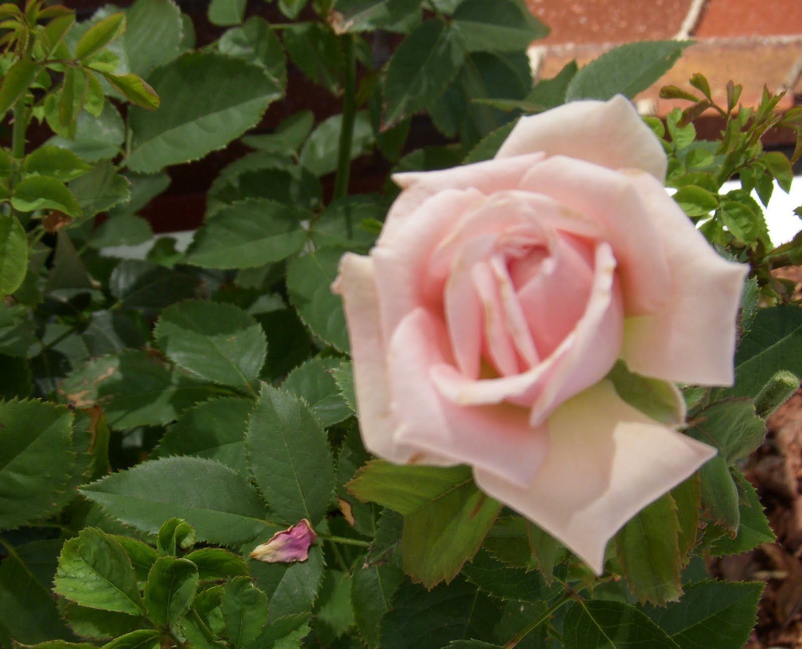 Bring Back the Roses