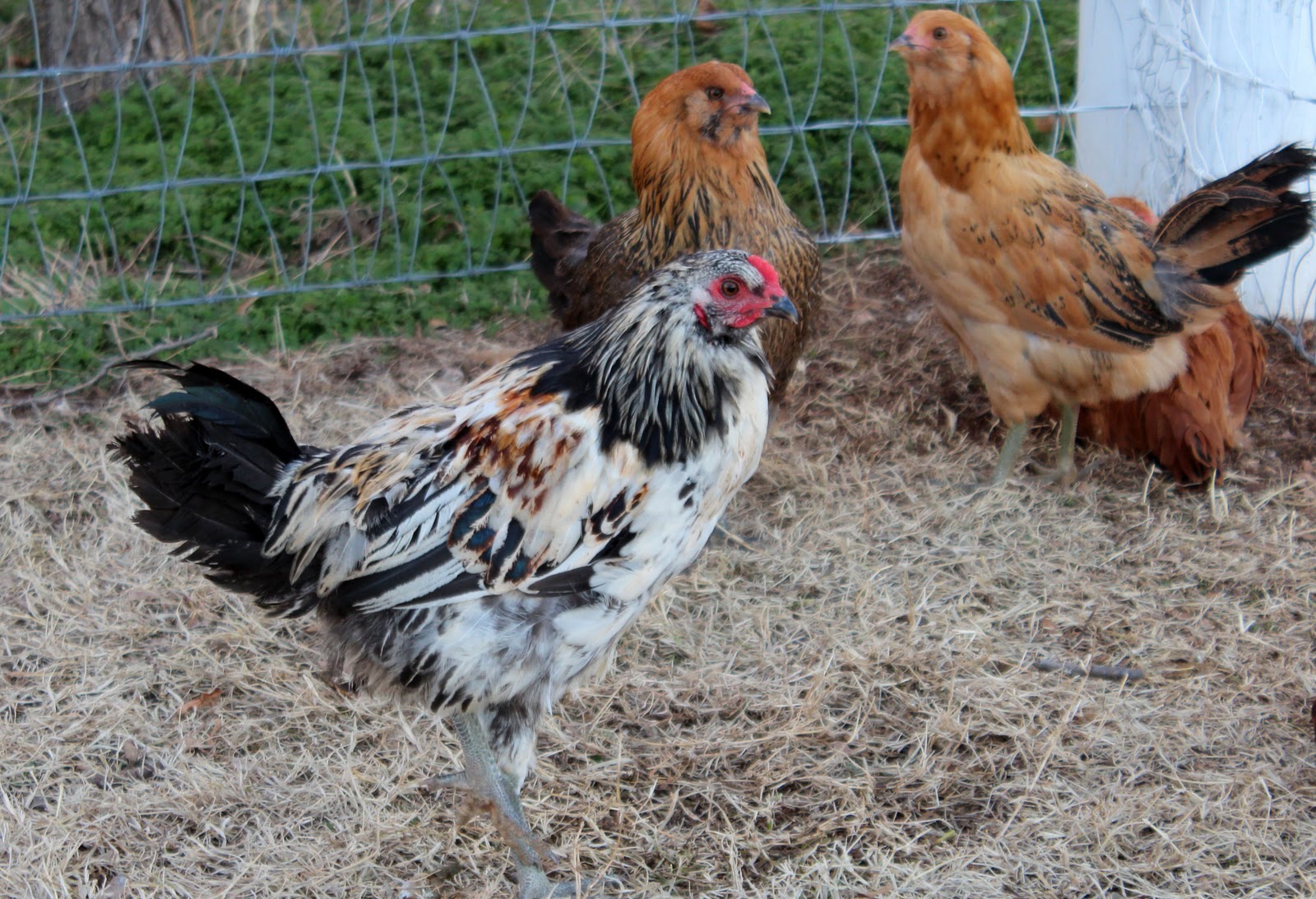 How To Cook A Young Rooster
