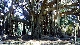 Dez razões para ver e se apaixonar por Palermo jardim botanico palermo guia portugues - Dez razões para ver e se apaixonar por Palermo