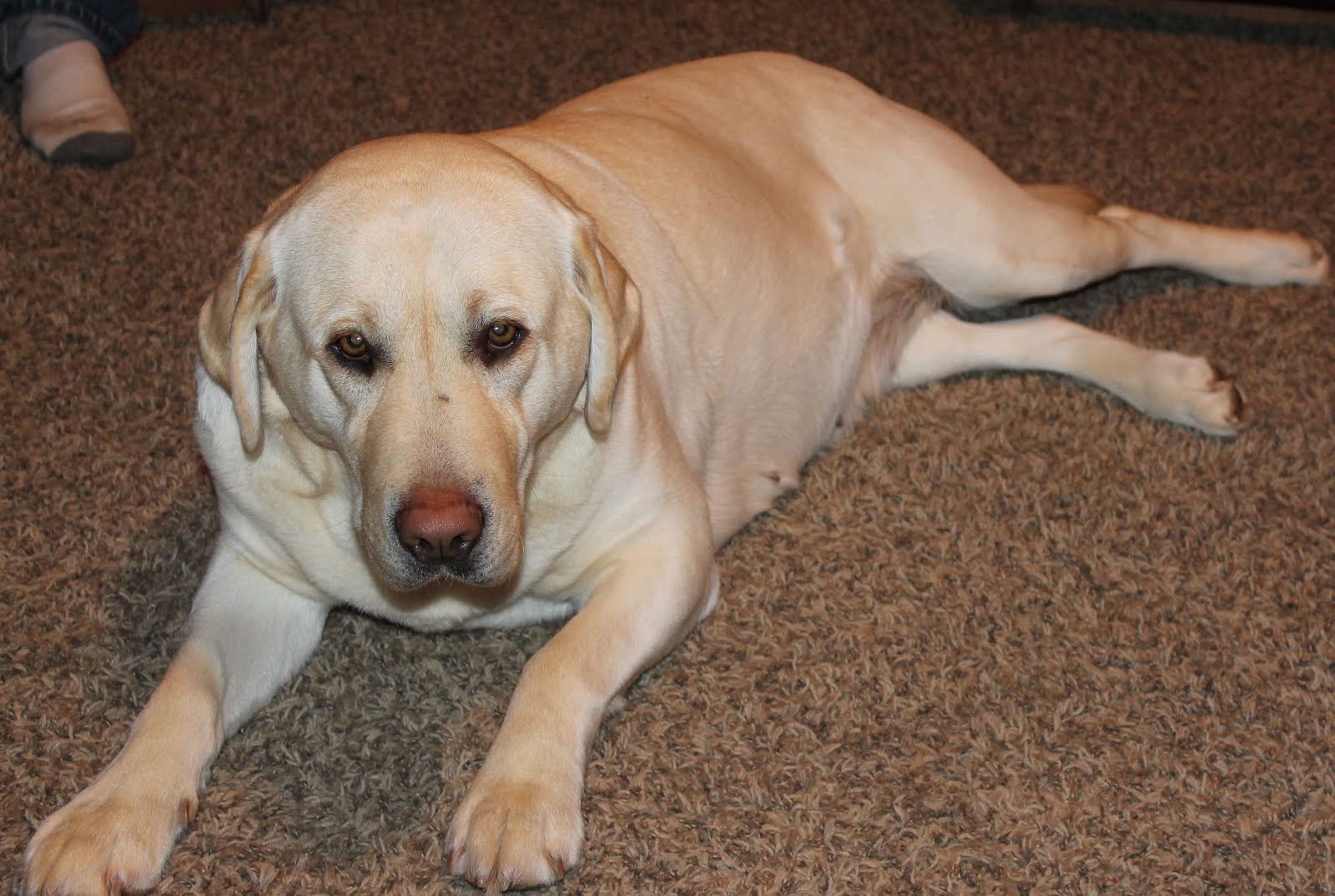 BUCK MOUNTAIN LABRADORS SUGAR'S BABY BELLY!