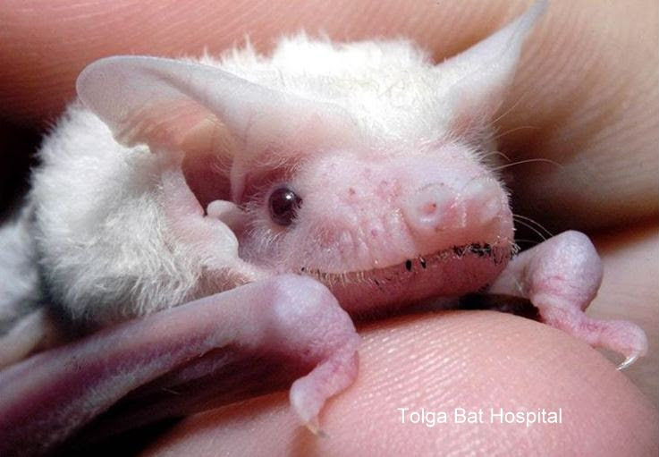 Leucism in bats