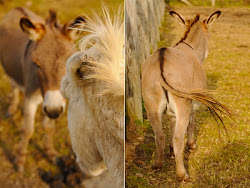 chenoa sanctuary animal february lovely things