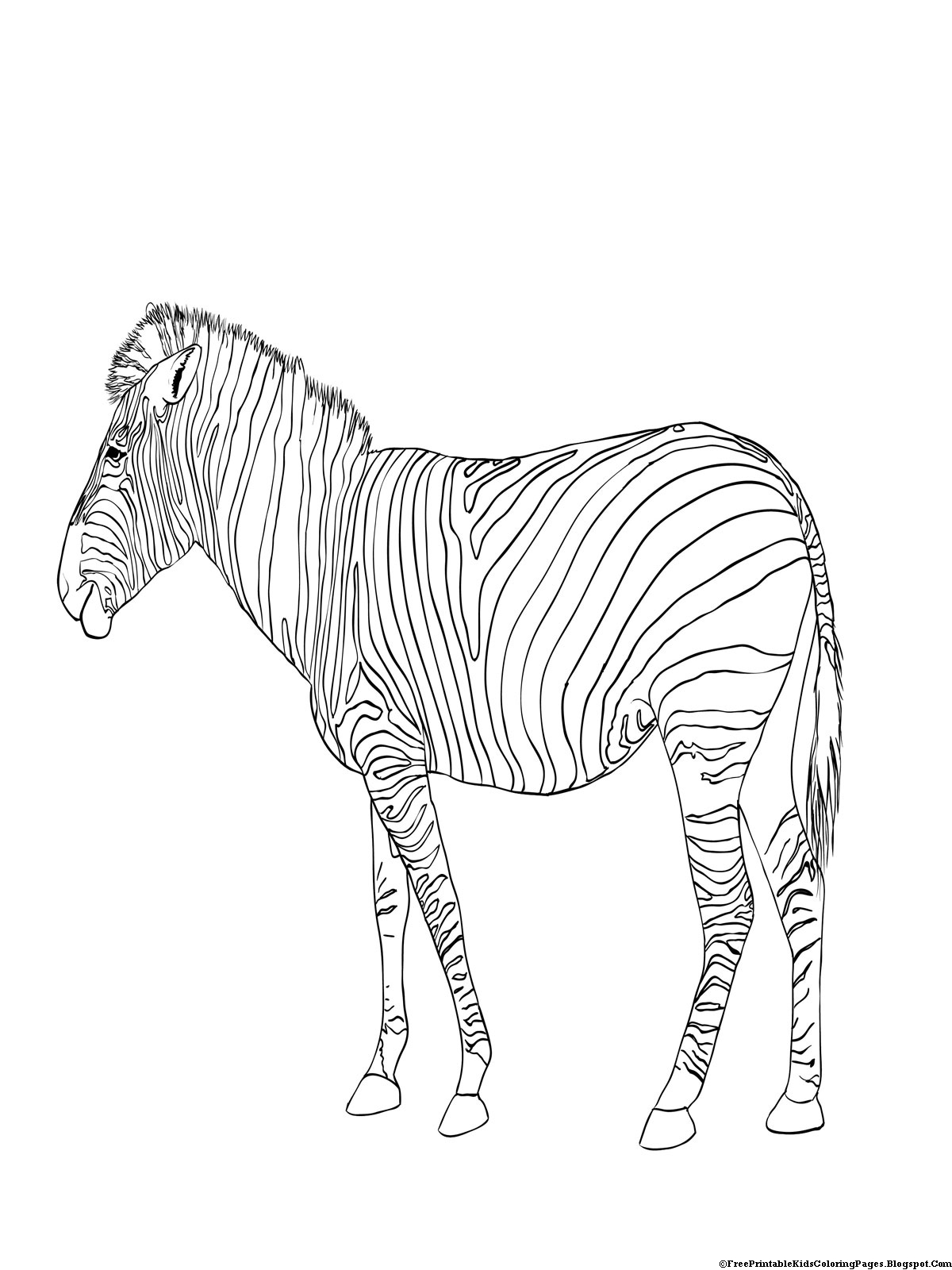 zebras coloring pages - photo #44