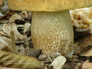 Leccinum pseudoscabrum DSC115149