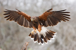hawk harris birds spirit landing prey hawks animal tx bird native american shamanic dangerous journeying falcons flying falcon totem aigle