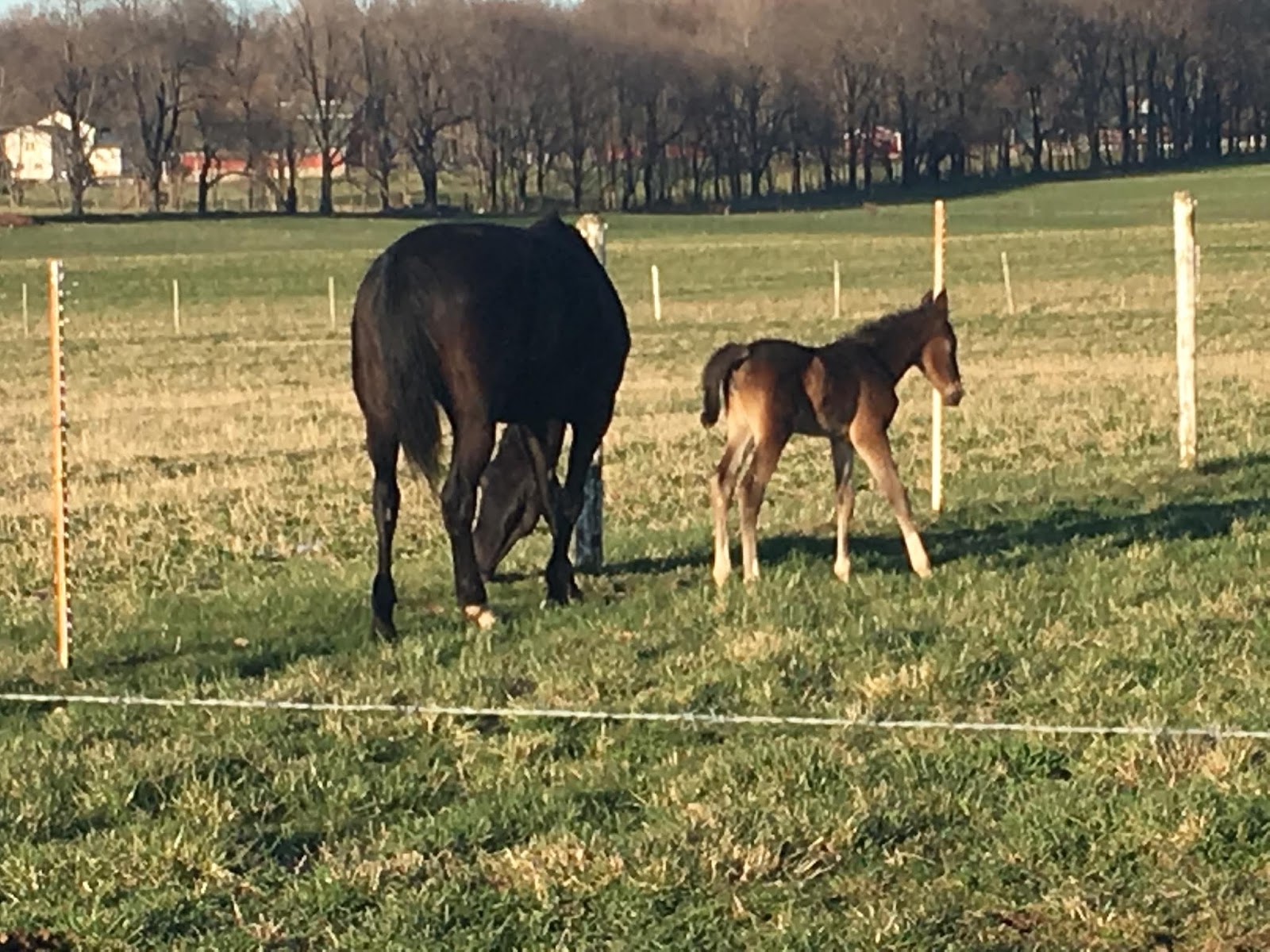 My Amish Indiana Baby Colts Everywhere