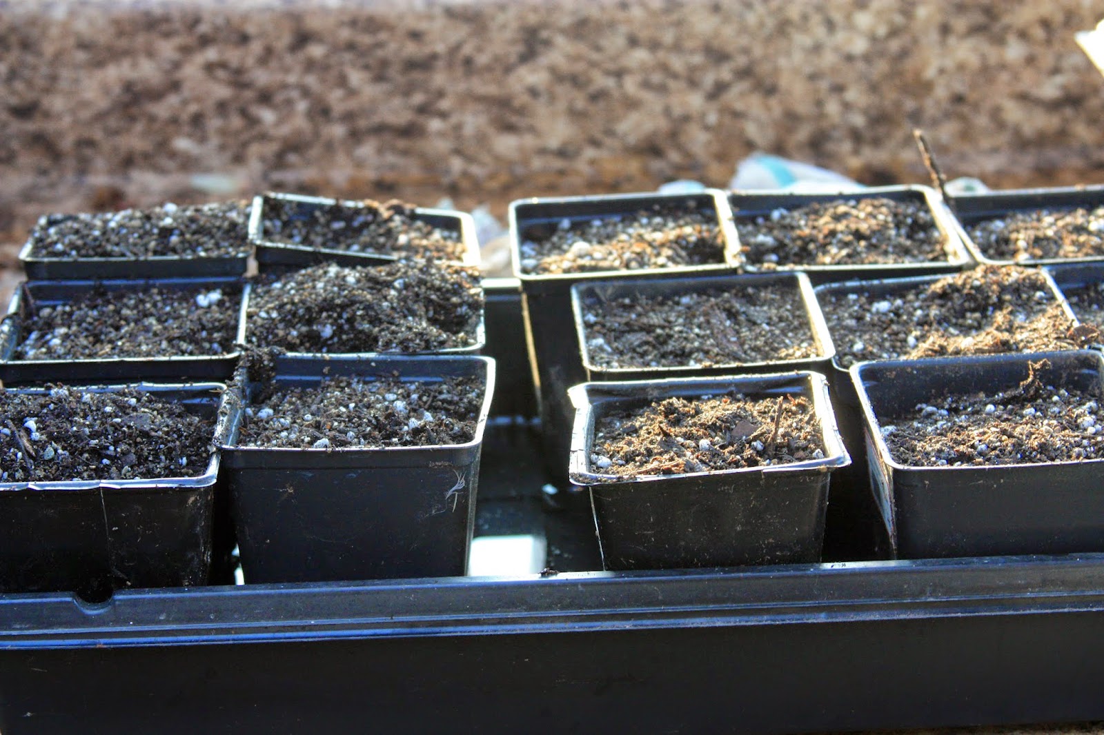 Plant Fennel Seeds in Containers grow your own transplants up in 5 days