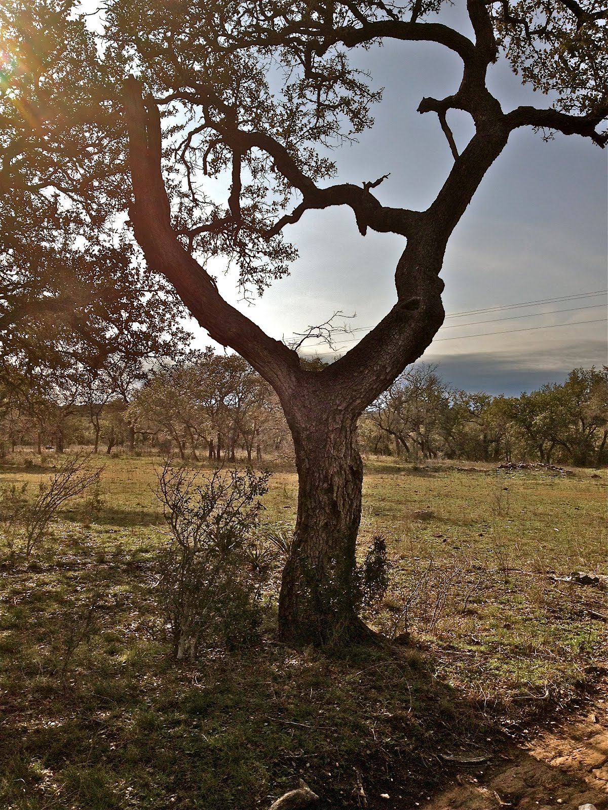 Hillcrest Cottage Life TexasStyle Zombie Killers
