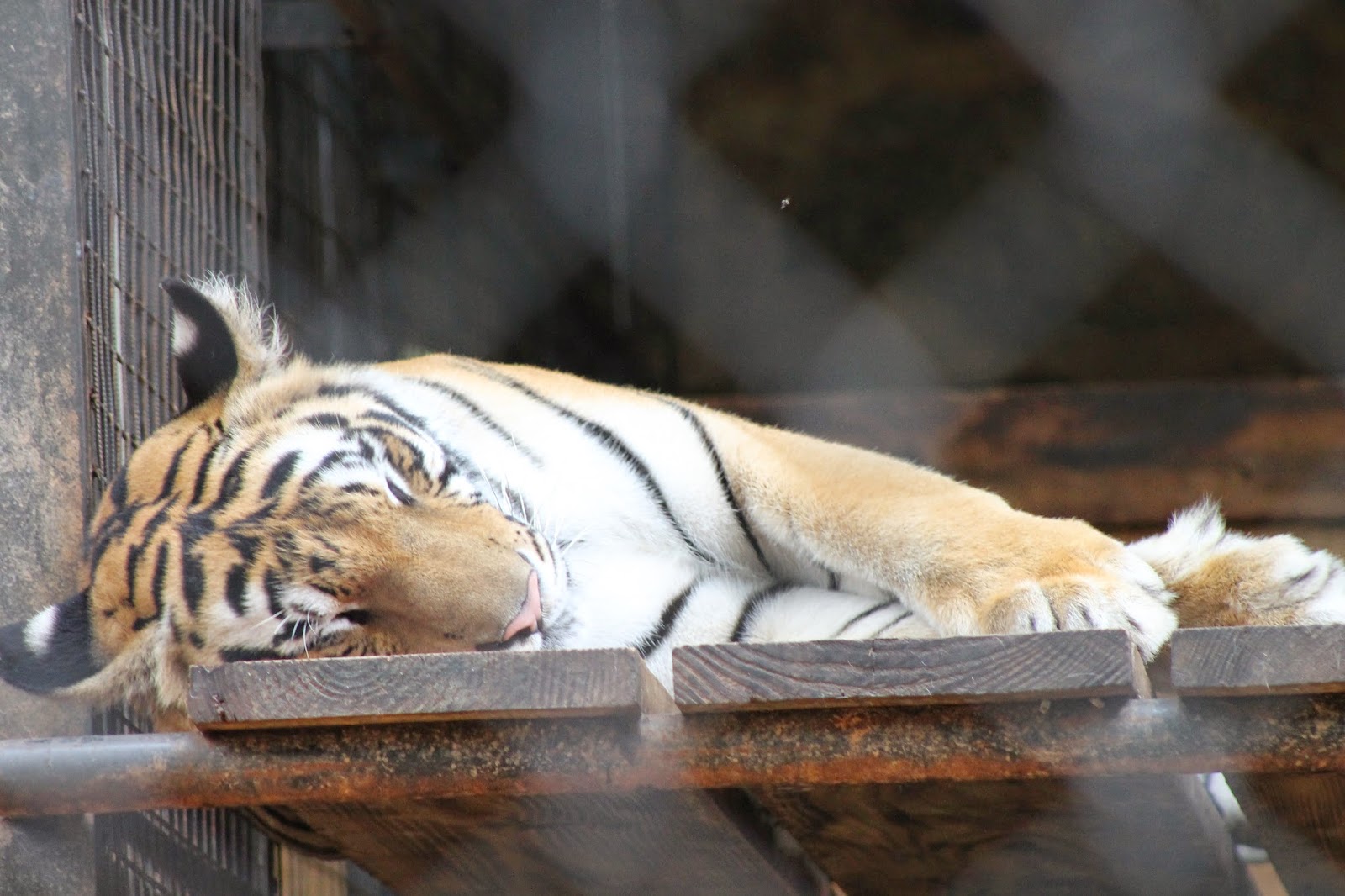Snapshot Wife: Trinidad Zoo