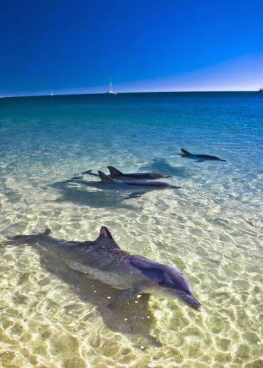 Dolphins at Monkey Mia, Australia | Australia the perfect land photography lovers Dolphins at Monkey Mia, Australia | Australia the perfect land photography lovers