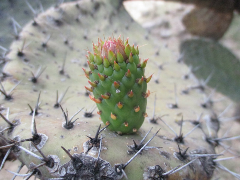 El nopal - blog 11
