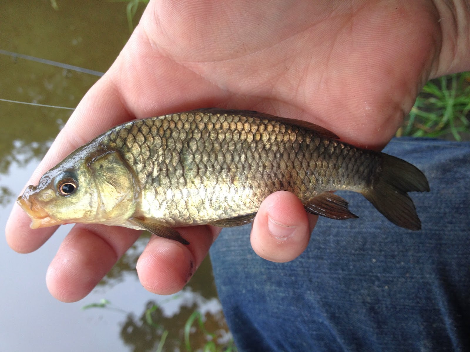 Danny's Angling Blog Carp Fishing Flushing Meadows Storming Session