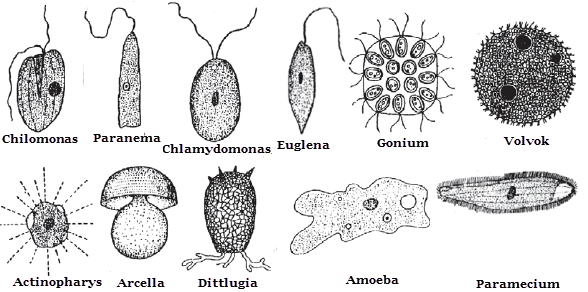 Ciri dan Klasifikasi Protista | Mikirbae