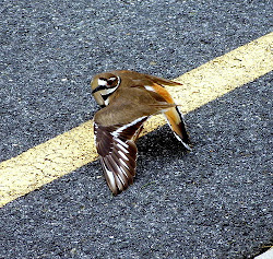 wing broken killdeer bird wounded attracting act its writing hope