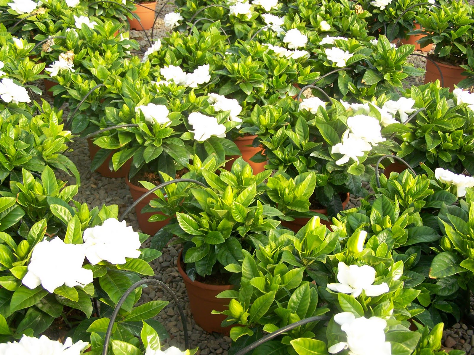 GARDENIAS: MUCHAS MAS FLORES