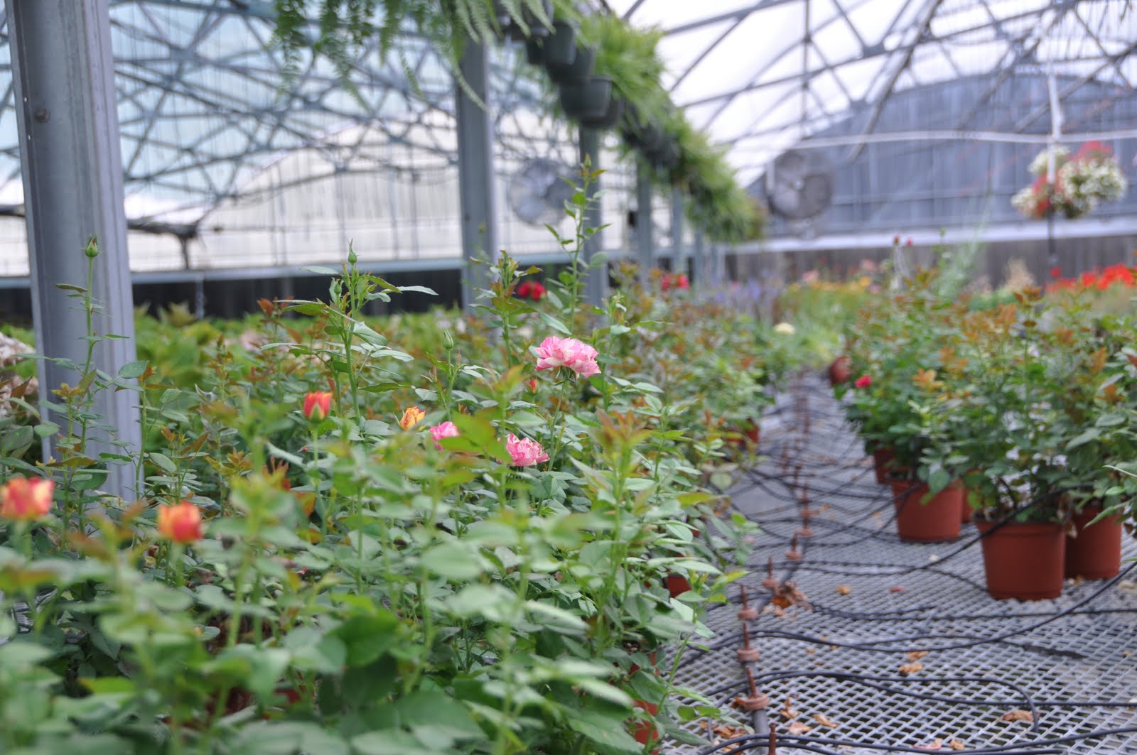 Mioux Florist & Greenhouses June 2011