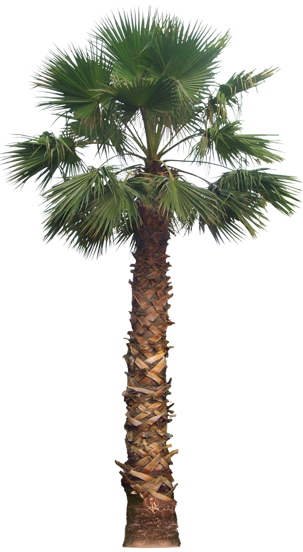 [Part01] HD Tree PNG Zip File For Photoshop and PicsArt | Nature PNG