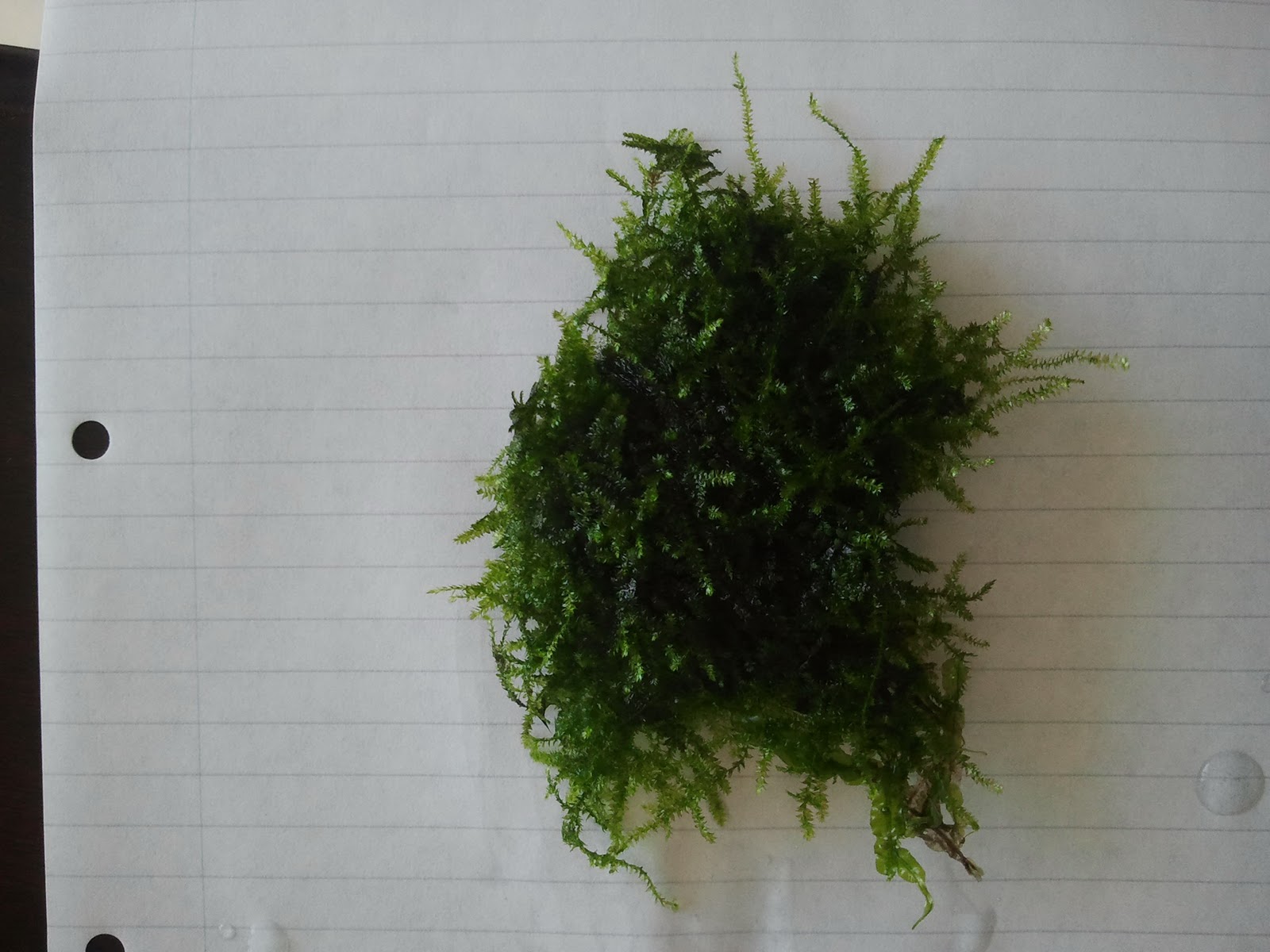 download java moss for free download java moss for free