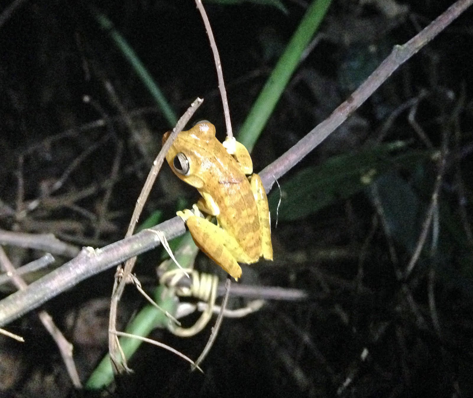 Tree Frog