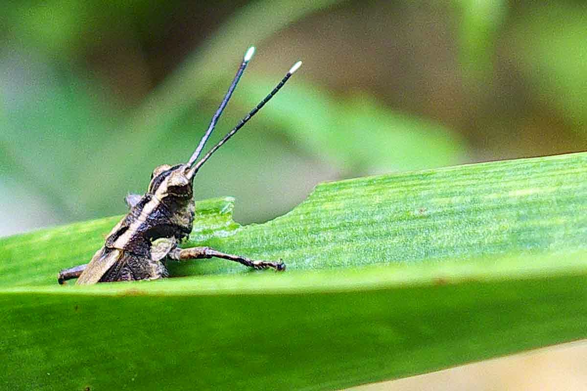 grasshopper, head shot