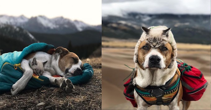 This Cat And Dog Love Travelling Together, And Their Pictures Are Absolutely Epic