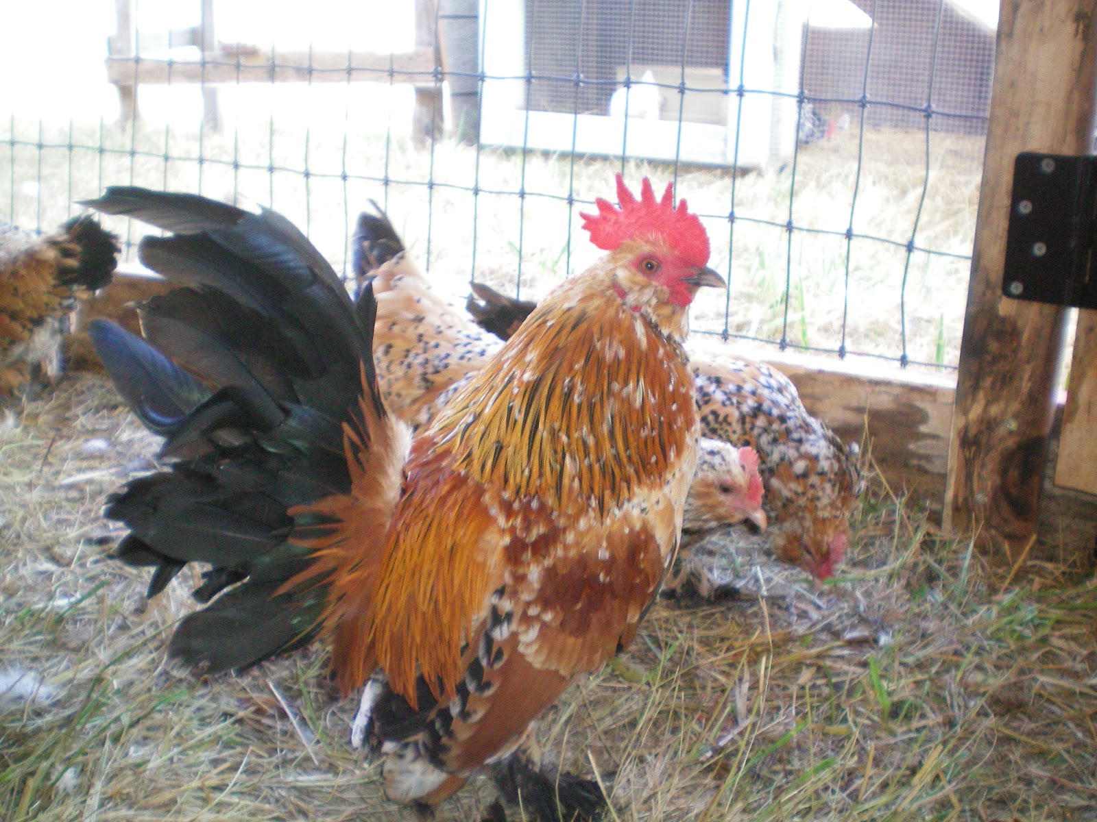 Just Chickens... New chicken pen!