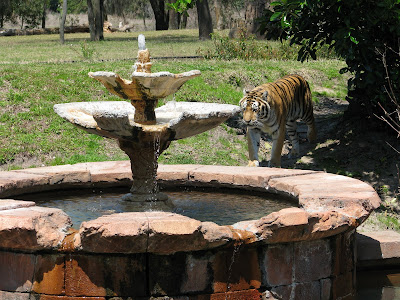 The Disney's Animal Kingdom One Day Must See Guide | Disney World Blog