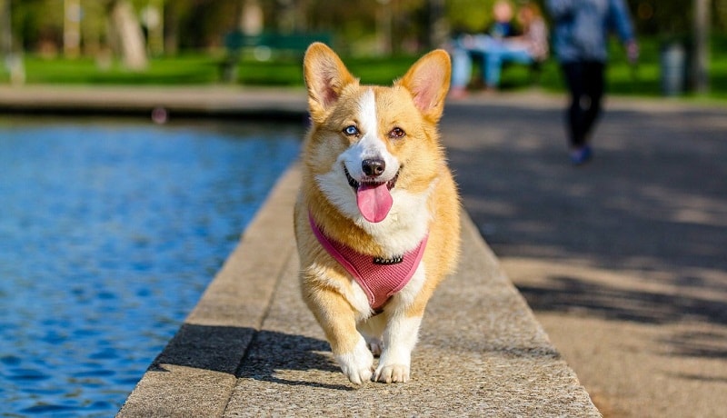 Gambar Anjing Galak Hitam GAMBAR TERBARU HD