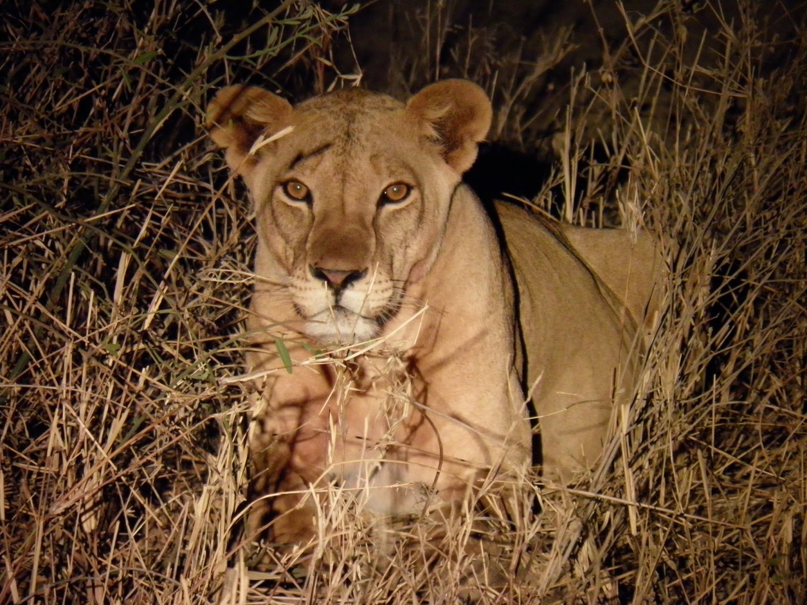 Lo'mon LeHeritage: Wildlife Thrives in Ziwani, Tsavo West