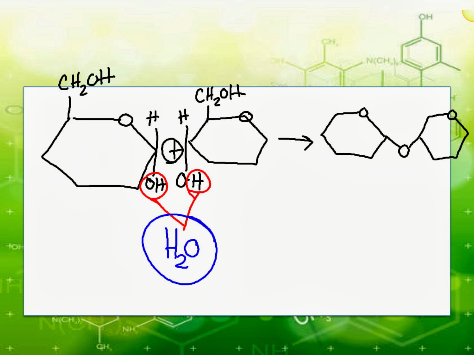 EC Honors Biology Condensation reactions