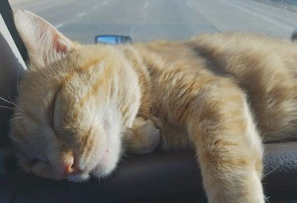 Heart-Warming Story Of A Lonely Truck Driver Who Adopted An Abandoned Cat