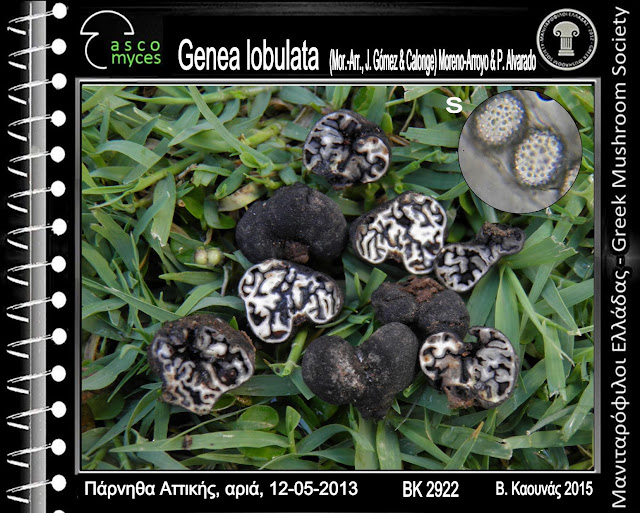 Genea lobulata (Mor.-Arr., J. Gómez & Calonge) Moreno-Arroyo & P. Alvarado