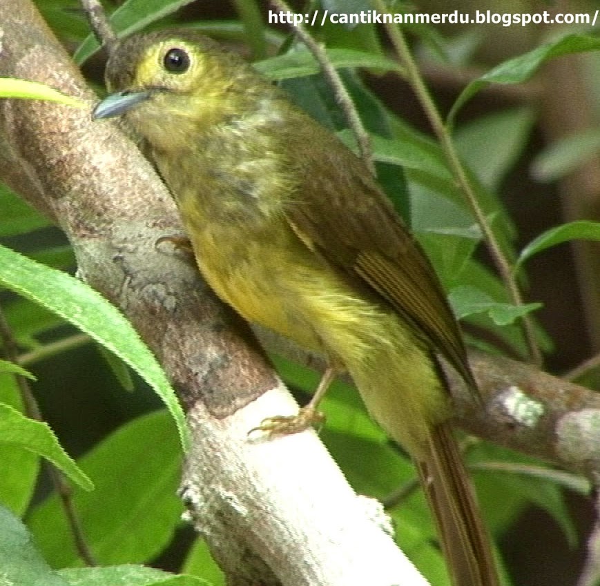 Featured image of post Burung Siri Siri Jantan Dan Betina Burung merbah lekir si pengicau bersuara pedas