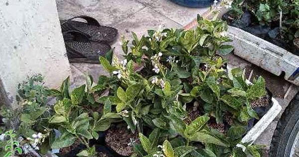 Http Minahmantap Blogspot Com Jual Bibit Bunga Melati Jepang