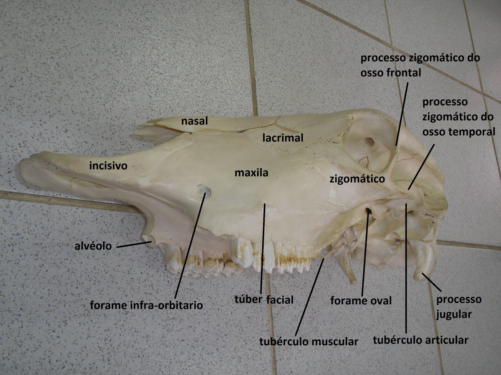 SOS Medicina Veterinária: Anatomia II - Cranio - Ruminante, suino ...