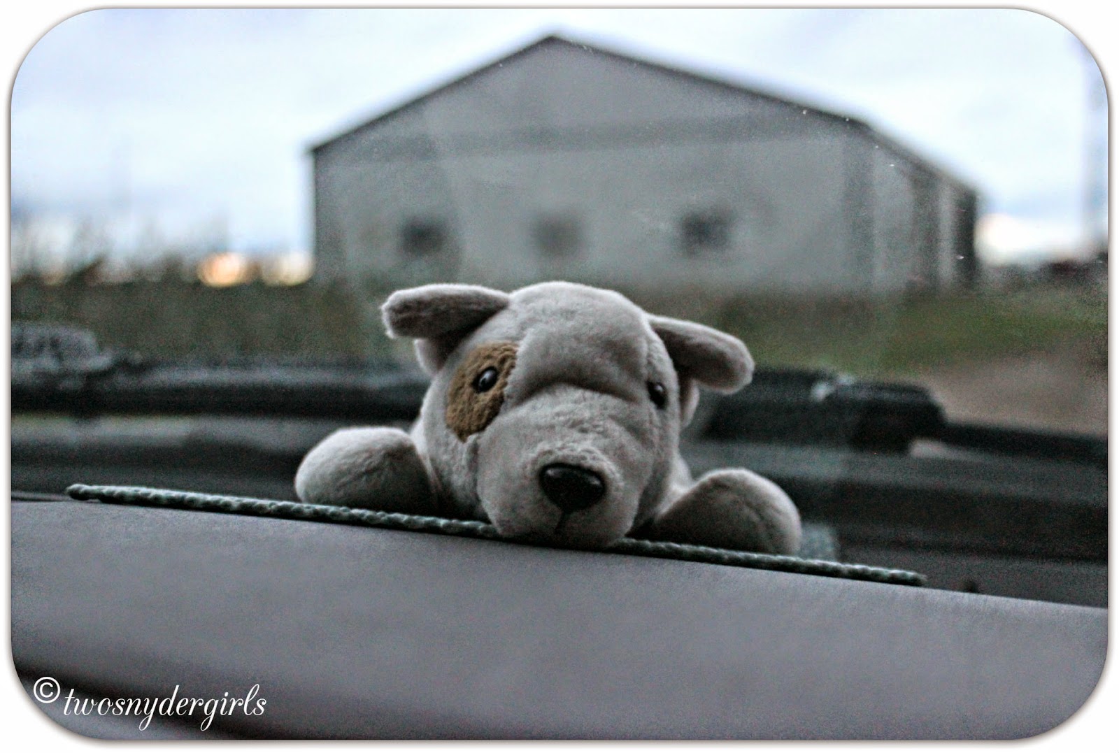 Stuffed Puppy