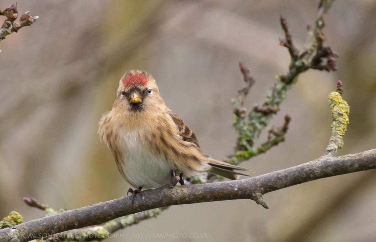 MONTGOMERYSHIRE BIRDS Garden finches