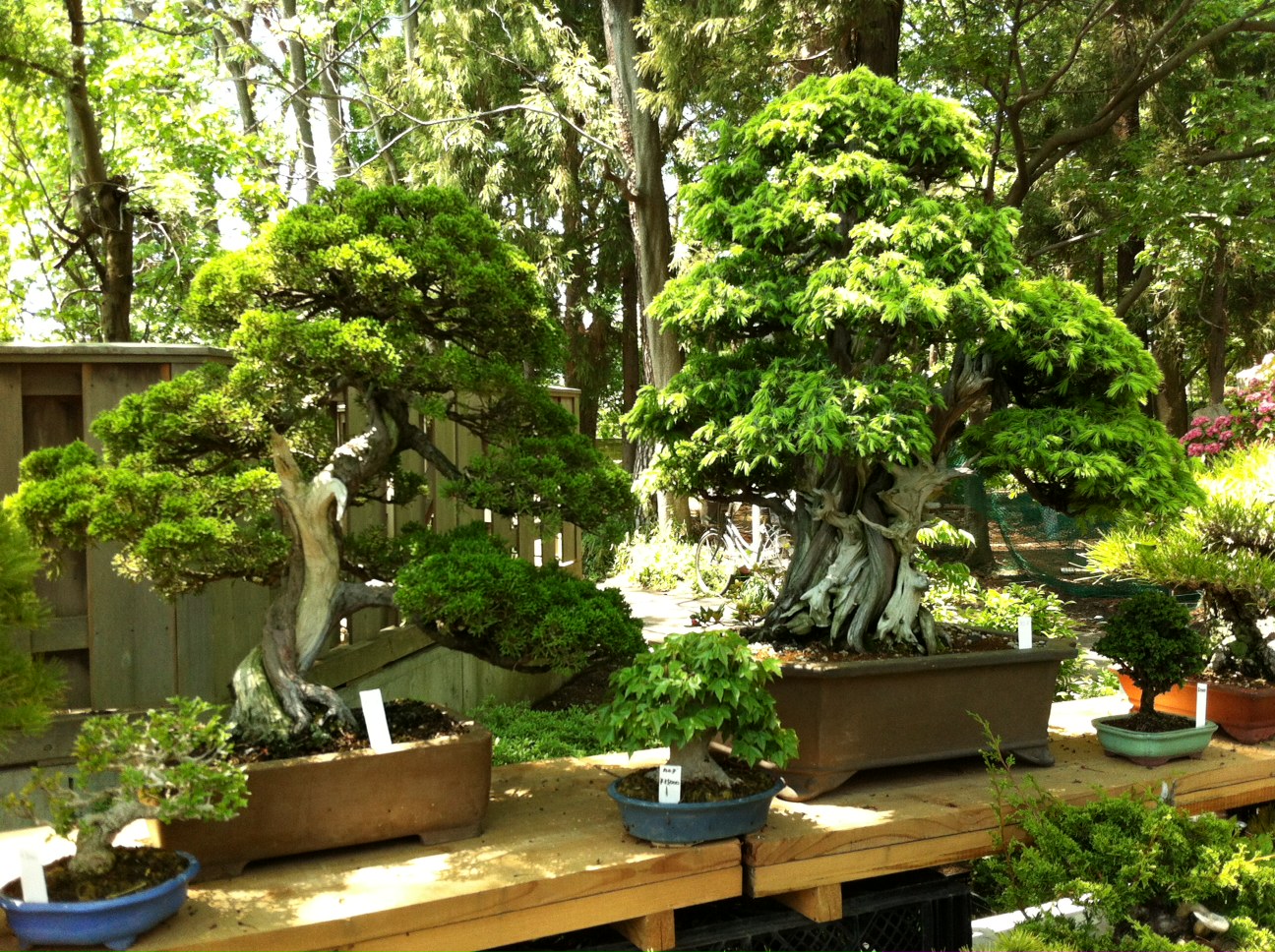 Joan and Bill's year in Tokyo Omiya Bonsai Festival