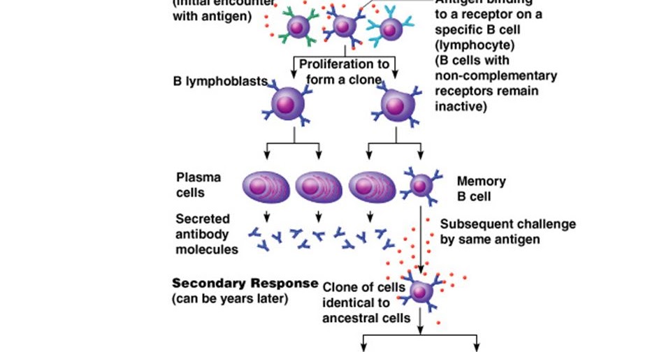 Senior Biology Antibodies