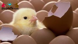 Proses Penetasan Telur Ayam Kampung