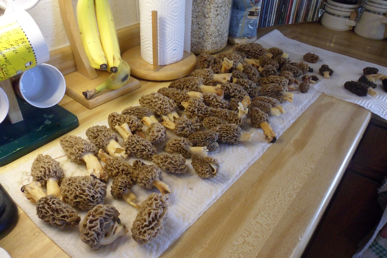 Life on Hillsong Farm Morels, Fiddle Heads, and Ribeye Steak... Just