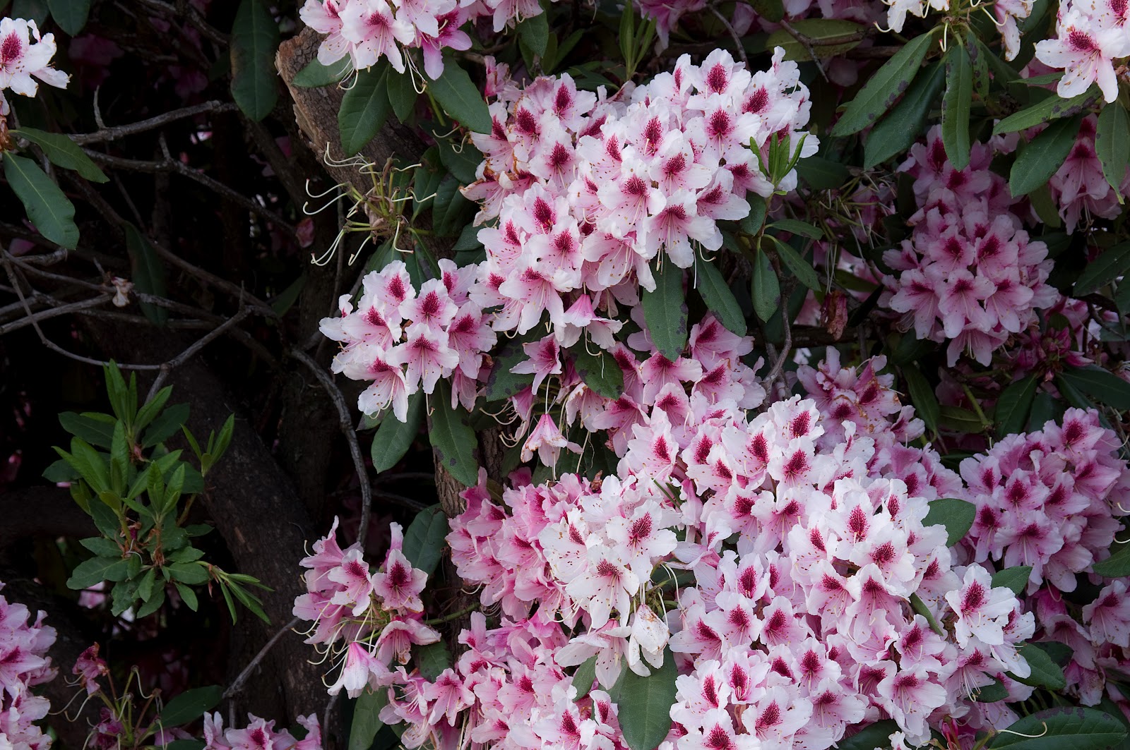 Thom Zehrfeld Photography Rhododendrons