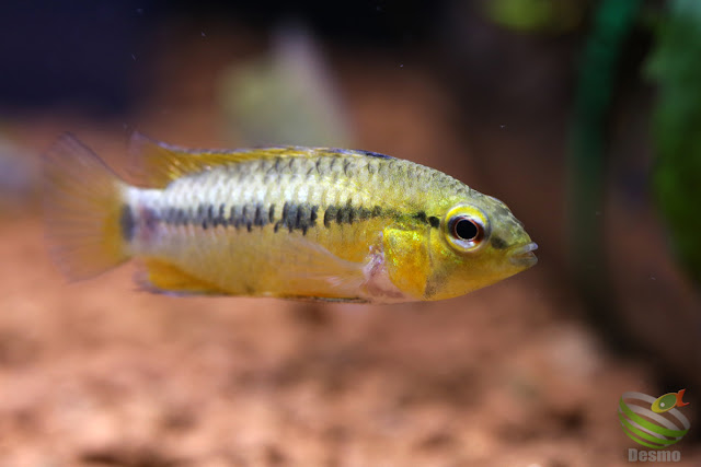 Apistogramma Pedunculata / Rio Caura